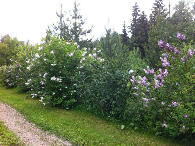 Hedges  --  Block your neighbours view.  Shipped anywhere in Alberta. in Plants, Fertilizer & Soil in Alberta - Image 3