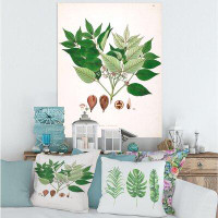 East Urban Home Vintage Plant Life XII - Print on Canvas