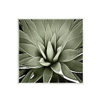 Stupell Industries Stupell Industries Succulent Plant Lush Leaves Wall Plaque Art By Lindsay Benson-au-742