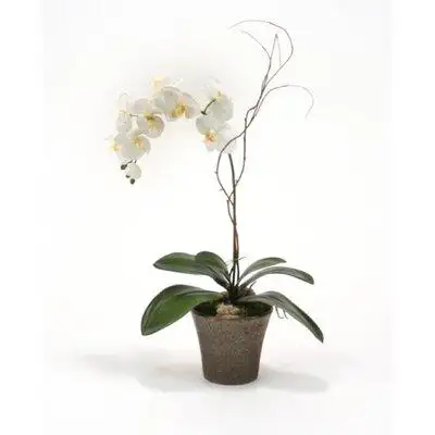 Distinctive Designs Cream-White Phalaenopsis Orchid Plant in Orchid Pot