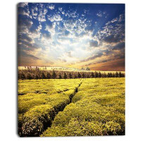 Design Art 'Tea Plantation Under Cloudy Sky' Photographic Print on Wrapped Canvas