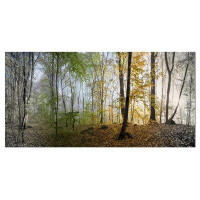 Made in Canada - Design Art 'Morning Forest Panoramic View' Photographic Print on Wrapped Canvas