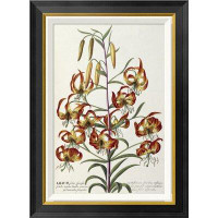 Global Gallery Lilium - Plantae Selectae by Georg Dionysius Ehret - Picture Frame Print on Canvas