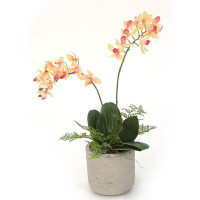 Bayou Breeze Mini Phalaenopsis Flowering Plant in Pot