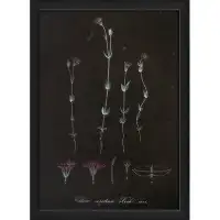 August Grove Chlora Serotina Vintage Plant Study Framed Graphic Art in Purple