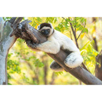 Ebern Designs Africa  Madagascar  Anosy  Berenty Reserve A Verreaux''s Sifaka Hugging A Tree Because It Is Cooler Than T