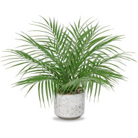 Primrue Gaener 15.7'' Faux Palm Plant in Pot
