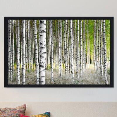 Picture Perfect International "Birch Trees 1" Framed Photographic Print in Arts & Collectibles