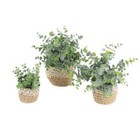 Kalalou Kalalou Set Of 3 Modern Artificial Eucalyptus Plants In Woven Pots