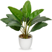 Primrue 4.7'' Plant