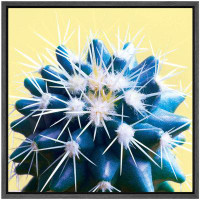 wall26 Blue White Hedgehog Cactus Floral Plants Photography Southwest Closeup Colorful Ultra