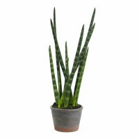 Union Rustic Tiger Tail Succulent in Planter