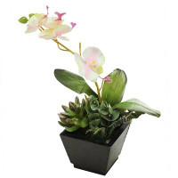 Northlight Seasonal 13" Potted Green and White Artificial Orchid with Succulent Plants