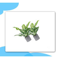 Primrue Artificial Topiaries Greenery Plant Potted Fake Shrubs Green Taro Leaves