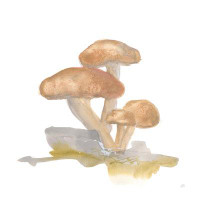 Winston Porter Mellow Mushrooms IV