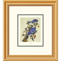Global Gallery Blue Jay by John James Audubon Framed Painting Print