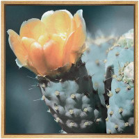 wall26 Prickly Pear Cactus Yellow Flower Floral Plants Photography Southwest Closeup Colorful Ultra