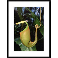 Global Gallery 'Pitcher Plant Traps, Borneo' Framed Photographic Print