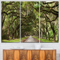 Made in Canada - Design Art Live Oak Tunnel - 3 Piece Graphic Art on Wrapped Canvas Set