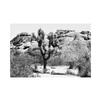 East Urban Home Black California Series - Joshua Tree-PHD1729