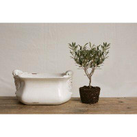 Ophelia & Co. Mcfarland Terracotta Pot Planter