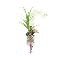 Primrue Tropical Orchid in Pot
