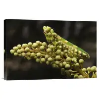 East Urban Home 'Mantis on Pitcher Plant' Photographic Print on Canvas