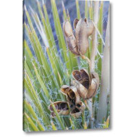 Union Rustic 'Utah, Glen Canyon a Yucca Plant with Seed Pods' Photographic Print on Wrapped Canvas