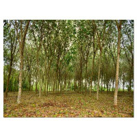 Made in Canada - Design Art Rubber Tree Plantation During Midday Landscape Photographic Print on Wrapped Canvas
