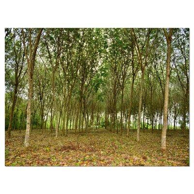Made in Canada - Design Art Rubber Tree Plantation During Midday Landscape Photographic Print on Wrapped Canvas in Plants, Fertilizer & Soil