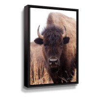 Foundry Select American Bison IV Gallery Wrapped Floater-Framed Canvas