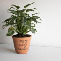 Trinx Daxia Terracotta Pot Planter