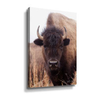 Foundry Select American Bison IV Gallery Wrapped Canvas