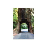Millwood Pines Chandelier Tree In Drive-Thru Tree Park, Redwood National And State Parks Print On Acrylic Glass