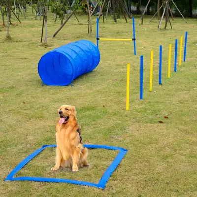 Pet Agility Trainer Exercise Set - Blue and Yellow