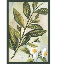 Buyenlarge Tea Plant Painting Print