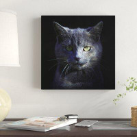 East Urban Home Blue Cat by Alain Grillet - Wrapped Canvas Photograph Print