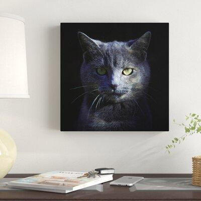 East Urban Home Blue Cat by Alain Grillet - Wrapped Canvas Photograph Print in Other