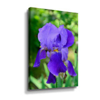 Latitude Run® Iris In Bloom By Kathy Yates Gallery Wrapped Canvas