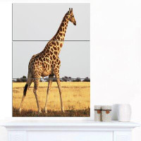 Made in Canada - Design Art 'Single Giraffe in Africa Walking' 3 Piece Photographic Print on Wrapped Canvas Set