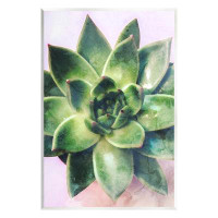 Millwood Pines Round Succulent Plant Leaves by Daphne Polselli - Unframed Graphic Art on MDF