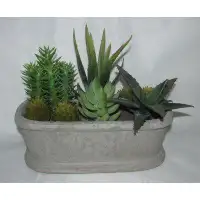 Bay Isle Home™ Succulent Plant in Basket
