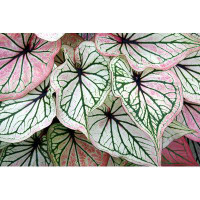 Ebern Designs Foliage Of Caladium Plant by Masummerbreak - Wrapped Canvas Photograph