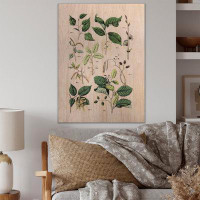 August Grove Vintage Botanicals VIII - Traditional Wood Wall Art Décor - Natural Pine Wood