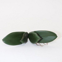 Primrue 9In(S) Orchid Leaves With Root Faux Plants And Trees