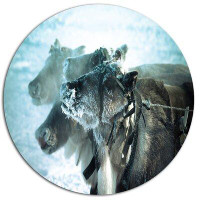 Made in Canada - Design Art 'Muzzle Reindeer in Frost' Photographic Print on Metal