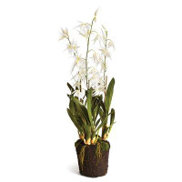 Beachcrest Home Spider Orchid Drop-in Flowering Plant