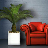 Laura Ashley Aislin Abagail 54" Artificial Palm Tree in Planter