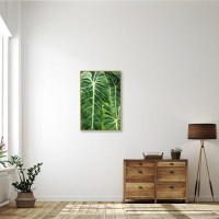 Bay Isle Home™ Close Up Shots Of The Leaves From The Elephant Ears Plant By Mallorie Ostrowitz Danita Delimont Framed Ca