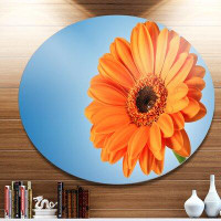 Made in Canada - Design Art 'Orange Daisy Gerbera Flower on Blue' Photographic Print on Metal
